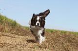 BORDER COLLIE 016
